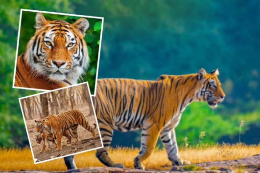 Golden Triangle Tour With Bharatpur & Ranthambore